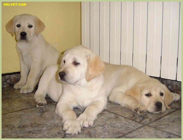 Fotolog de Maria: Perritoss